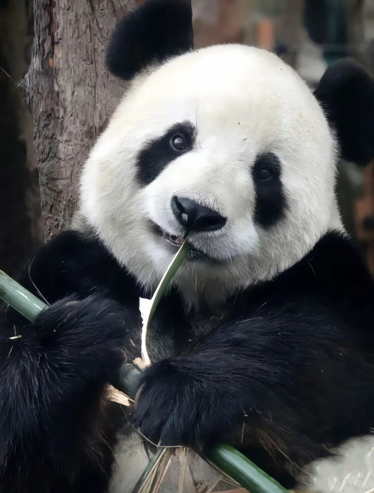 飞云
