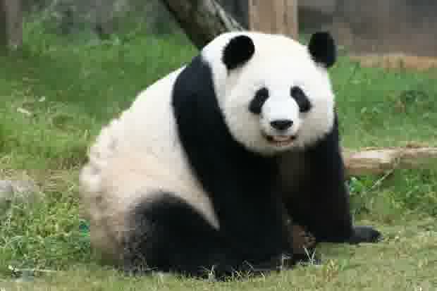 伦伦