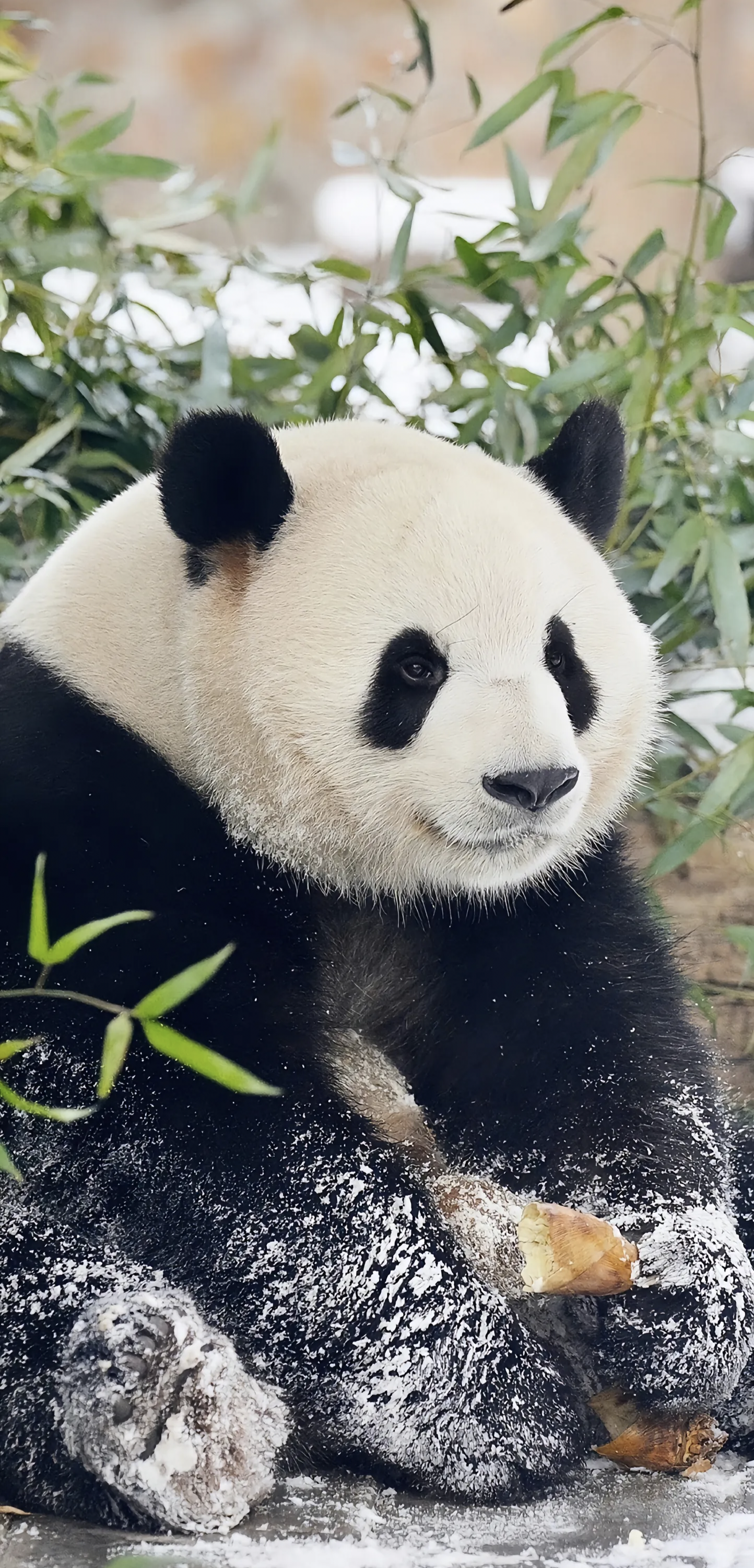 萌萌