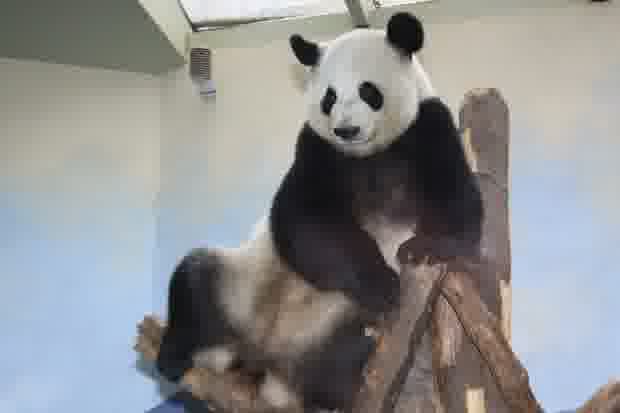 洋洋