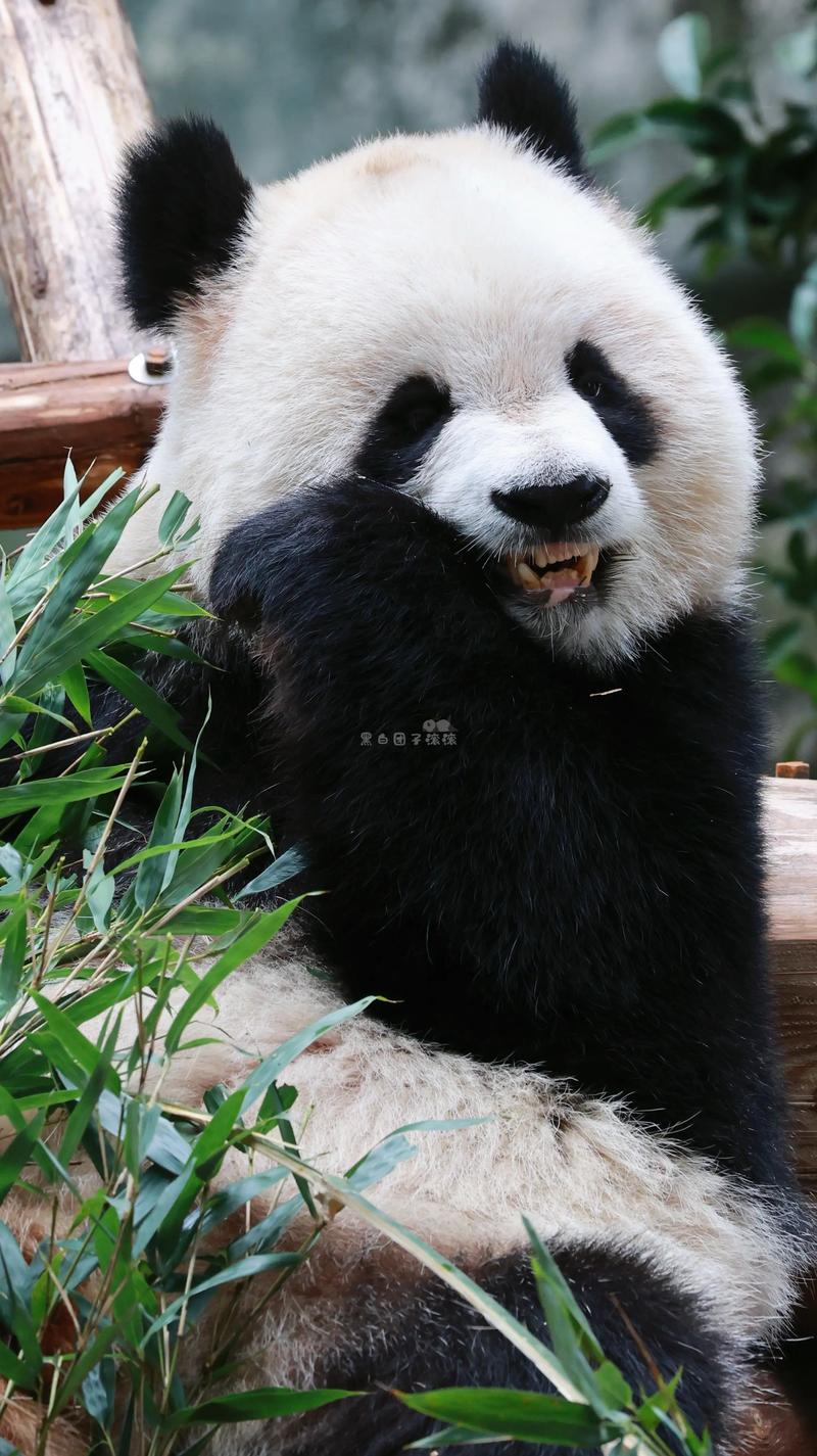 渝爱